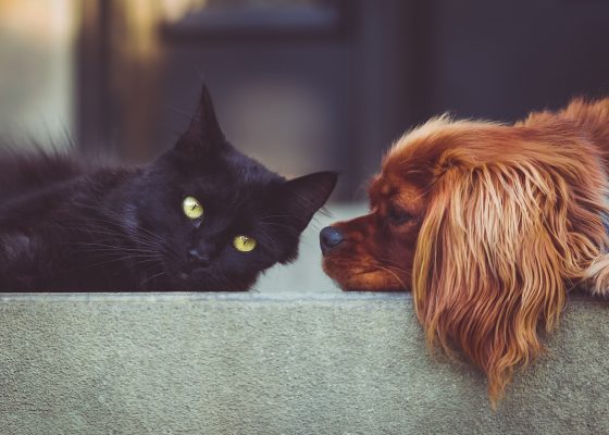 Plaqueoff, the tail that wags the dog of Swedencare